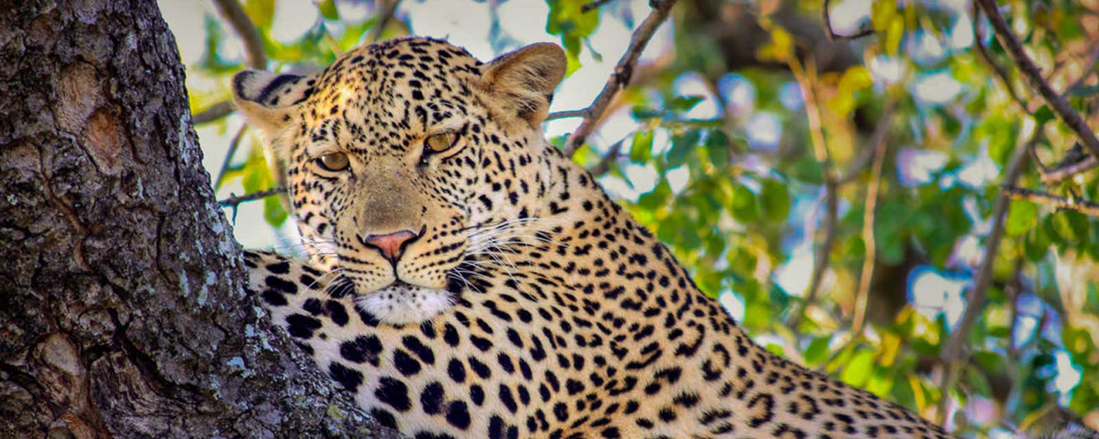 Walthers-Luxury-Incentive-Big-Cat Luxury sustainable safari big cat